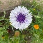 Centaurea cyanusBlüte