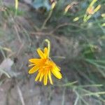 Launaea fragilis Bloem