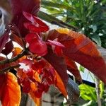 Begonia coccinea Folha