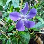 Vinca majorFloro