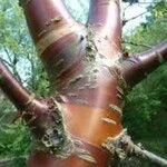 Betula ermanii Bark