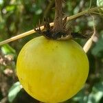 Solanum linnaeanum Плод