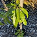 Mangifera indica Hábito