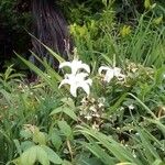 Crinum americanum Квітка