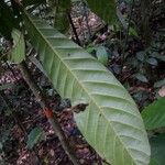 Chrysophyllum sanguinolentum Leaf