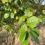 Salix aurita Folha