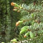 Picea omorika ഇല