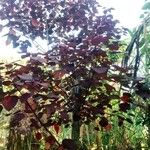 Euphorbia cotinifolia Sonstige