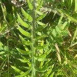 Cirsium eriophorum 葉