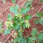 Acanthospermum australeFiore