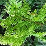 Polystichum aculeatum Blad