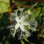 Trichosanthes cucumerina Kukka
