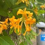 Lonicera flava Kvet