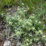 Teucrium rouyanum Hábito