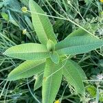 Asclepias syriaca 葉