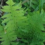 Thelypteris palustris Leaf