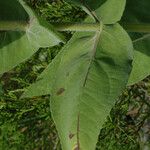 Helianthus mollis Blad