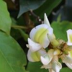 Craibia grandiflora Λουλούδι