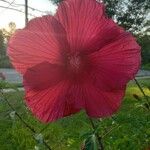Hibiscus moscheutos Kvet