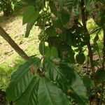 Coffea canephora 果實