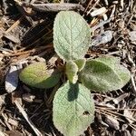 Verbascum phlomoides 葉