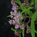 Aster albescens Habitus