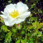 Rosa moschata Flower