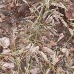 Eragrostis minor 果