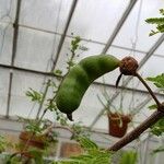 Vachellia farnesiana Fruit