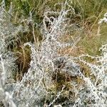 Artemisia maritima Leaf