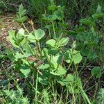 Aristolochia pistolochia Habit