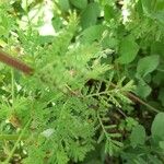 Anthemis arvensis Leaf