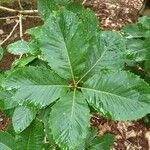 Quercus pontica Blatt