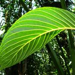 Sanchezia oblonga Leaf