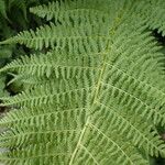 Athyrium distentifolium Blad