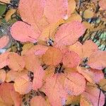 Cotinus obovatus Folha