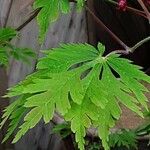 Acer japonicum Ліст