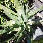 Aloe maculata Blad