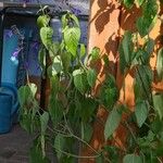 Salvia coerulea Lapas