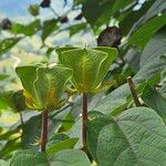 Abroma augustum Fruit