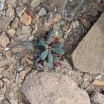 Limonium companyonis Likasa