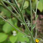 Hieracium sabaudum Bark