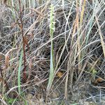 Spiranthes magnicamporum عادت