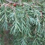 Juniperus oxycedrusFrunză