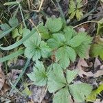 Sanicula canadensis Feuille