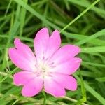 Eudianthe coeli-rosa Flower