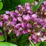 Bergenia purpurascens Fleur