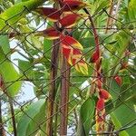 Heliconia rostrata Çiçek
