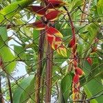 Heliconia rostrata Flower