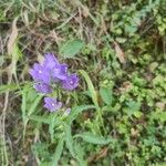 Campanula cervicaria Fleur